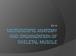 Microscopic Anatomy and Organization of Skeletal Muscle