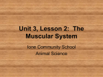 Unit 3, Lesson 4: The Muscular System