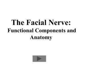 Cranial Nerve VII: The Facial Nerve
