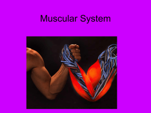 Muscular System PPT