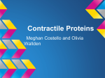 Contractile Proteins - Mrs. DeNicola's Science Corner