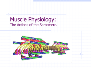 Muscle Physiology - Home Page | Hermantown Community Schools