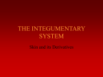 THE INTEGUMENTARY SYSTEM