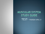 MUSCULAR SYSTEM STUDY GUIDE