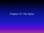 Chapter 25: The Spine - Kent City School District