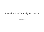 Introduction To Body Structure