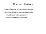 Fiber architecture - Georgia Institute of Technology