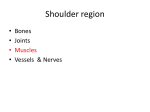 Shoulder region