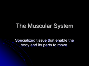 The Muscular System