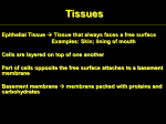 Tissues