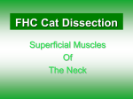 FHC_Superficial_Muscles - REMC 8 / Kent ISD Moodle VLE