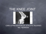 the knee joint - Doral Academy Preparatory