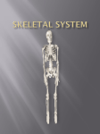 Skeletal System - My Teacher Pages