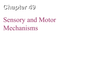 Ch 49 Sensory & Motor Mechanisms (long version)