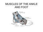 THE ANKLE AND FOOT