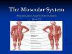 The Muscular System 712