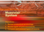 Muscular System 3