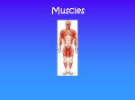 Ch07 - Muscles