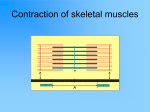Action Potential and Neuromuscular Junction