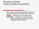 Muscular System Types of Body Movements