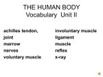 THE HUMAN BODY Vocabulary part 1