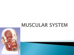muscular system - OCPS TeacherPress