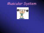Intro to Muscles