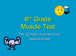Muscle Test