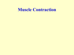 MuscleContraction