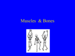 Muscles & Bones - Parma City School District