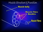 Muscle Structure & Function