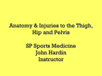 Anatomy & Injuries to the Thigh, Hip and Pelvis