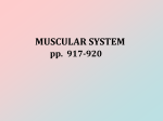 MUSCULAR SYSTEM I
