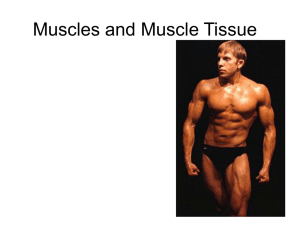 Muscles and Muscle Tissue