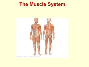 Anatomy of A Muscle