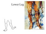 Lower Leg