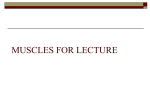 Muscles for Lecture