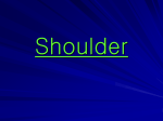 bones of the shoulder