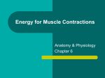Energy for Muscle Contractions