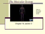 The Muscular System - Chaparral Middle School