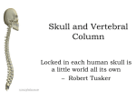 Skull and Vertebral Column