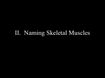 II. Naming Skeletal Muscles