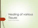 Lecture 5 healing of various tissues 2016