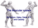 The Muscular system