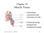 muscle as a tissue