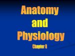 Anatomy chapter 8 (Muscular System)