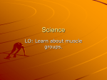 muscle_groups - Primary Resources