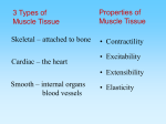 A Muscle Fiber (Cell)