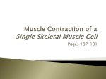 Ch 6 Contraction of a Single Muscle Fiber