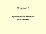 Ch 5 Power Point - Appendicular Skeleton